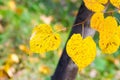 Texture, background, pattern. Autumn leaves of lindens are yellow on a tree. Photographed in counter light. linden, lime, fake, c