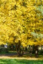 Texture, background, pattern. Autumn leaves of lindens are yellow on a tree. Photographed in counter light. linden, lime, fake, c