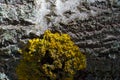 Texture, background, pattern. bark of tree. Outer, above the woo Royalty Free Stock Photo