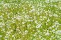 Texture, background, pattern. Field of dandelions. Field of dandelions, grass background, nature concept Royalty Free Stock Photo