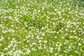 Texture, background, pattern. Field of dandelions. Field of dandelions, grass background, nature concept Royalty Free Stock Photo