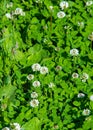 Texture, background,   pattern, grass on the lawn, green saturated color. motley grass Royalty Free Stock Photo