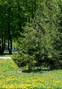 Texture, background,   pattern, grass on the lawn, green saturated color. motley grass Royalty Free Stock Photo