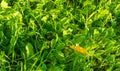 Texture, background, pattern, grass on the lawn, green saturated color. motley grass Royalty Free Stock Photo