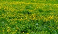 Texture, background, pattern, grass on the lawn, green saturated color. motley grass Royalty Free Stock Photo