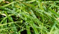 Texture, background, pattern, grass on the lawn, green saturated color. motley grass Royalty Free Stock Photo