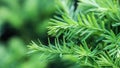 Texture, background, pattern of green growing branches of decorative coniferous evergreen Yew tree Taxus cuspidata