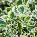 Texture, background, pattern of green and white leaves of Euonymus fortunei Emerald Gaiety with rain drops