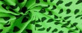 Texture, background, pattern, postcard, silk fabric, green print from the fabric of black hearts, your projects will not go Royalty Free Stock Photo