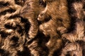 Texture, background, pattern. Sheep fur, sheepskin. a sheep's sk Royalty Free Stock Photo