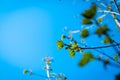 Texture background, pattern. Spring landscape, the first young leaves of trees.Branch of tree with first green leaves Royalty Free Stock Photo