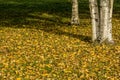 Yellow autumn leaves of a birch on a tree. Bright colors of autumn Royalty Free Stock Photo