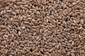 Texture background from peeled sunflower seeds Royalty Free Stock Photo