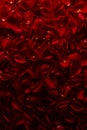 Background of petals of red roses flowers Royalty Free Stock Photo