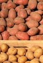 Red and white varieties of ripe beautiful potatoes in crates