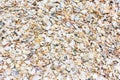 Texture background of seashells colored on seashore tropics Royalty Free Stock Photo