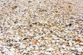 Texture background of seashells colored on seashore tropics Royalty Free Stock Photo