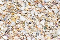 Texture background of seashells colored on seashore tropics Royalty Free Stock Photo