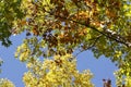 Upward view of autumn foliage tree tops with blue sky Royalty Free Stock Photo