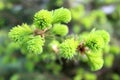 Texture background spruce green young Royalty Free Stock Photo