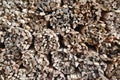 Texture and background of the surface of the pile of wood. Royalty Free Stock Photo