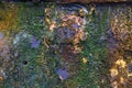 Texture background. template. Antique iron covered with rust and lichen moss. Rusty surface of an iron sheet