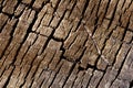 Texture background - tree cracked bark