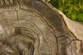 Texture background tree cut annual rings Royalty Free Stock Photo