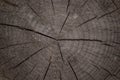 Texture background tree cut annual rings Royalty Free Stock Photo