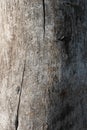 Texture Background of an tree with knots and cracks. Gray sawn wooden board. Detailed macro of old wood surface. Natural plank Royalty Free Stock Photo