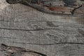 Texture Background of an tree with knots and cracks. Gray sawn wooden board. Detailed macro of old wood surface. Natural plank Royalty Free Stock Photo