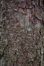 Texture background, Close up nature brown tree bark