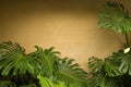Texture background of vibrant fresh green Monstera deliciosa Liebm or large Swiss cheese plant leaves