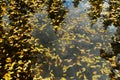 Texture background with waterplant Pondweed leaves on the pond surface in Finland