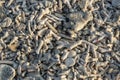 Texture background white corals sand beach