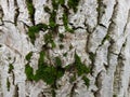 Texture, background. White wood, white wood. Moss on the tree.