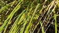 wild plant with long leafs like grass