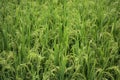 The texture of Balinese green rice fields. Royalty Free Stock Photo