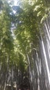 Arashiyama bambbo forest plantation grove, Kyoto, Japan Royalty Free Stock Photo