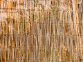 Texture of bamboo. Thin sticks. Dry bamboo. A fence made of bamb Royalty Free Stock Photo