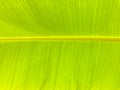 Texture of banana green leaves. A young leaf of banana seem like green mix with yellow Royalty Free Stock Photo