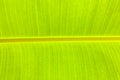 Texture of banana green leaves. A young leaf of banana seem like green mix with yellow Royalty Free Stock Photo