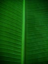 The texture of the banana leaf is green with beautiful striped patterns Royalty Free Stock Photo