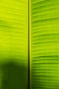 Texture of Banana Leaf in Close Up Detail for Natural Background. Royalty Free Stock Photo