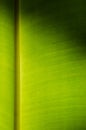 Texture of Banana Leaf in Close Up Detail for Natural Background. Royalty Free Stock Photo