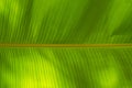 Texture of Banana Leaf in Close Up Detail for Natural Background. Royalty Free Stock Photo