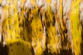 Texture of Banana Leaf in Close Up Detail for Natural Background. Royalty Free Stock Photo