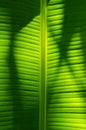 Texture of Banana Leaf in Close Up Detail for Natural Background. Royalty Free Stock Photo