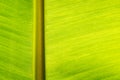 Texture, banana leaf, yellow green, close-up shot Royalty Free Stock Photo