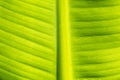 Texture, banana leaf, yellow green, close-up shot Royalty Free Stock Photo